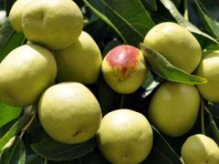 孕妇必看:青枣不能和什么一起吃